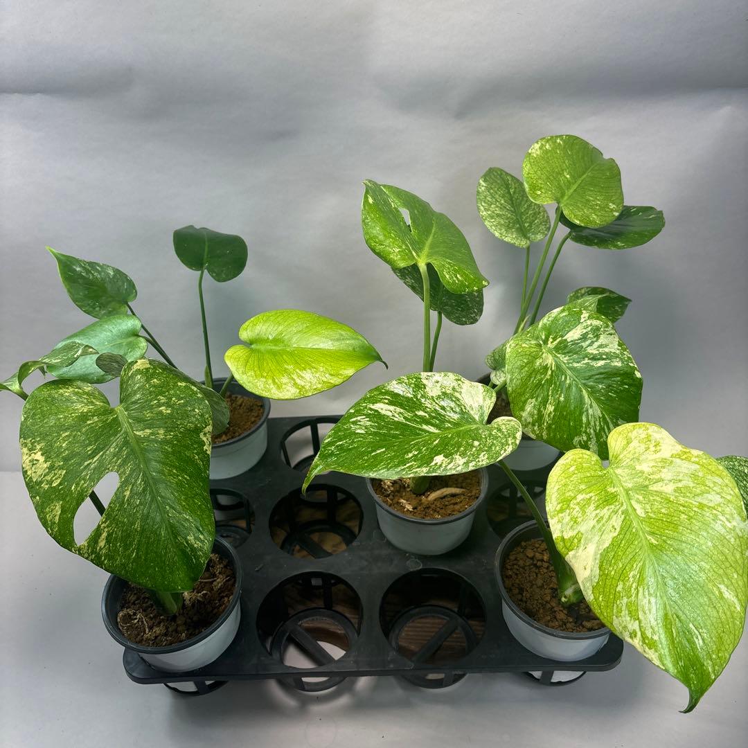 さ*ん様 5株セットms43【特別選抜】ホワイトモンスター／天津蘭 モンステラ斑