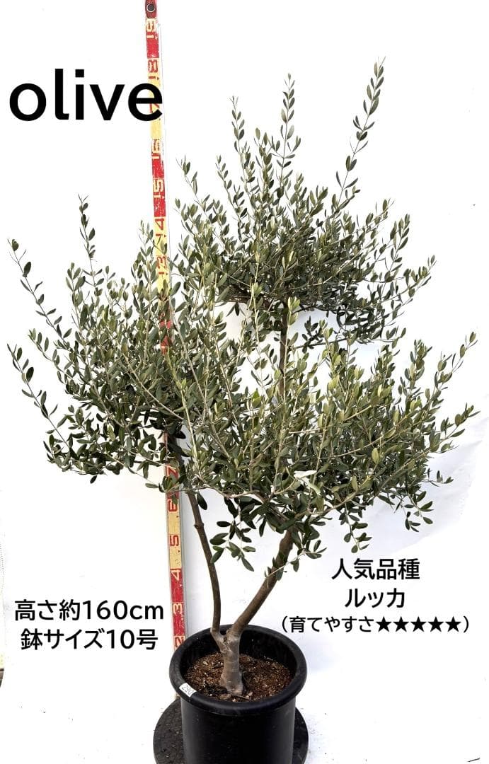 オリーブの木　ルッカ　10号　約160cm　K-290　人気品種　現品掲載