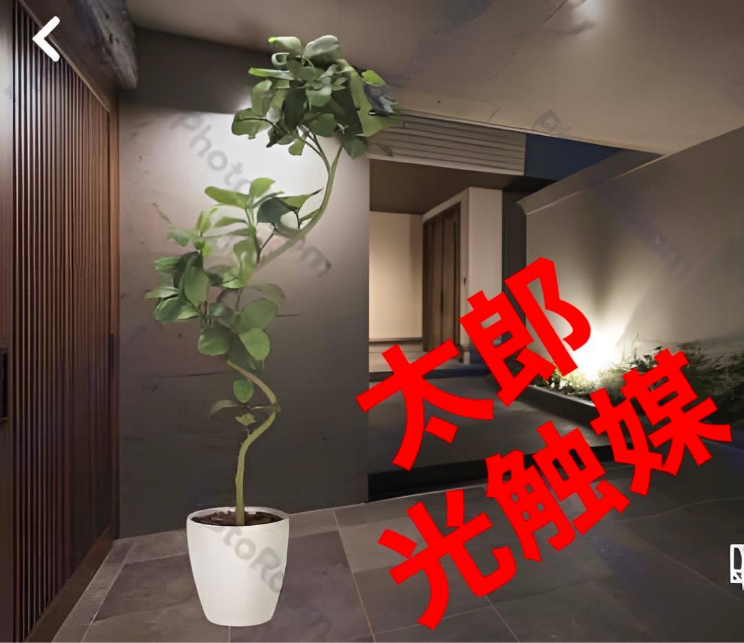 光触媒　人工観葉植物　フェイクグリーン　ツイストアルテシマ2.1m