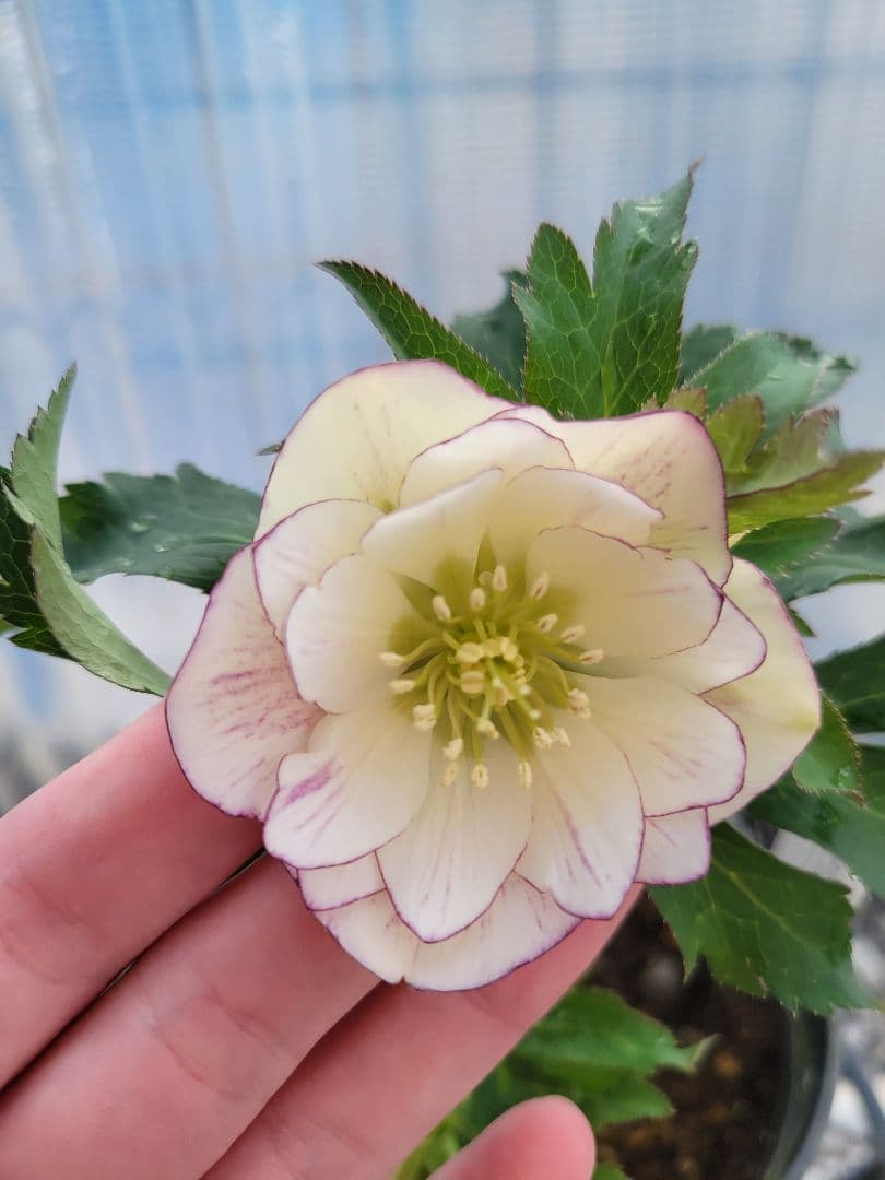 広瀬園芸　クリスマスローズ　ホワイトピコティ　ダブル