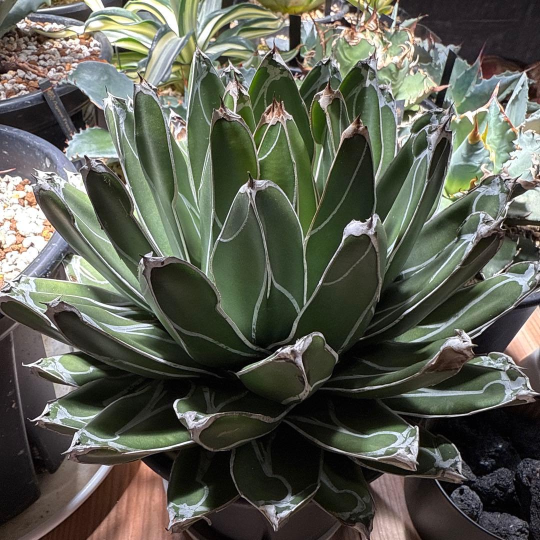 アガベ　笹の雪