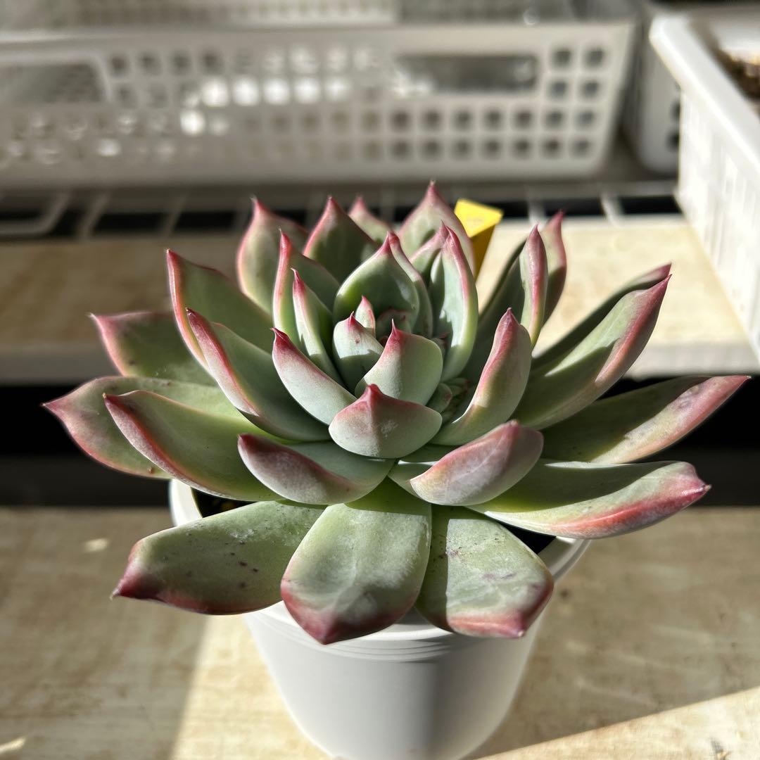 多肉植物⭐︎中里リンゼアナ⭐︎名札付き⭐︎花芽上がります