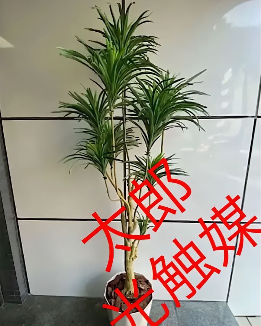 光触媒　人工観葉植物　ウォールグリーン　フェイクグリーン　ユッカツリー170