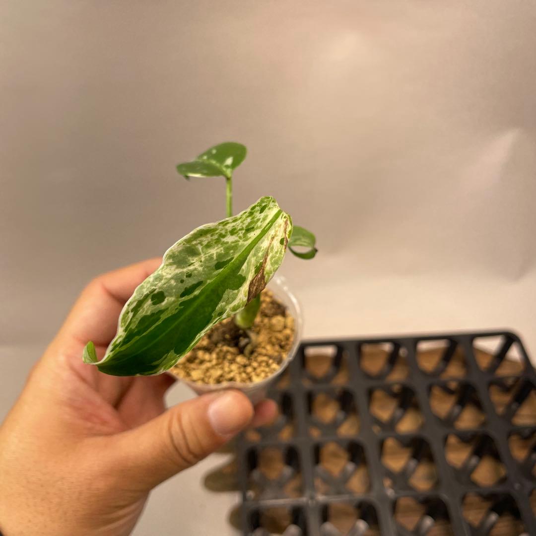 A12品種保証！斑入り保証Bulbasaurモンステラ バルバソー フシギダネ