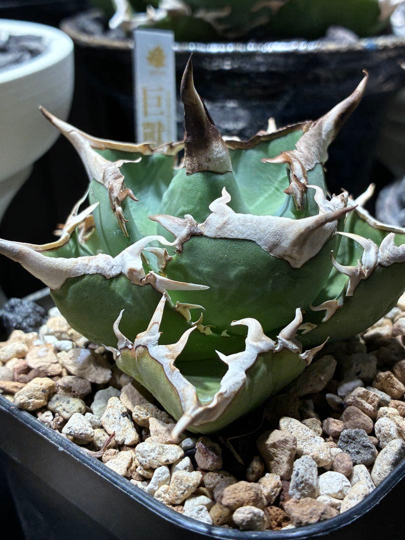 アガベ　チタノタ　巨獣　親株+子株　親子セット