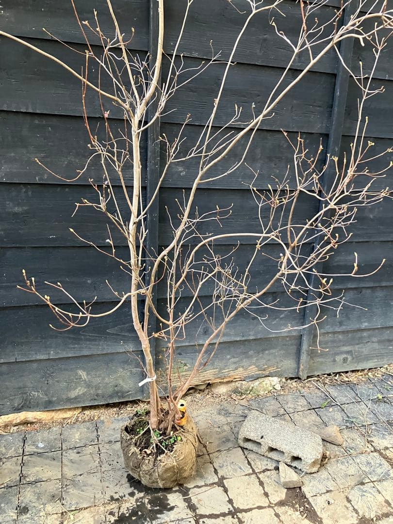 10 山採り　ミツバツツジ