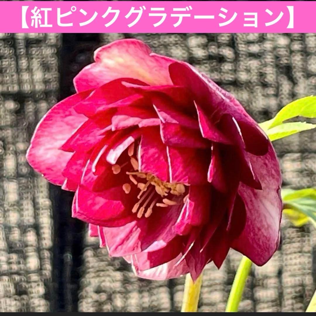 ま*️様 1325 【紅ピンクグラデーション】クリスマスローズ