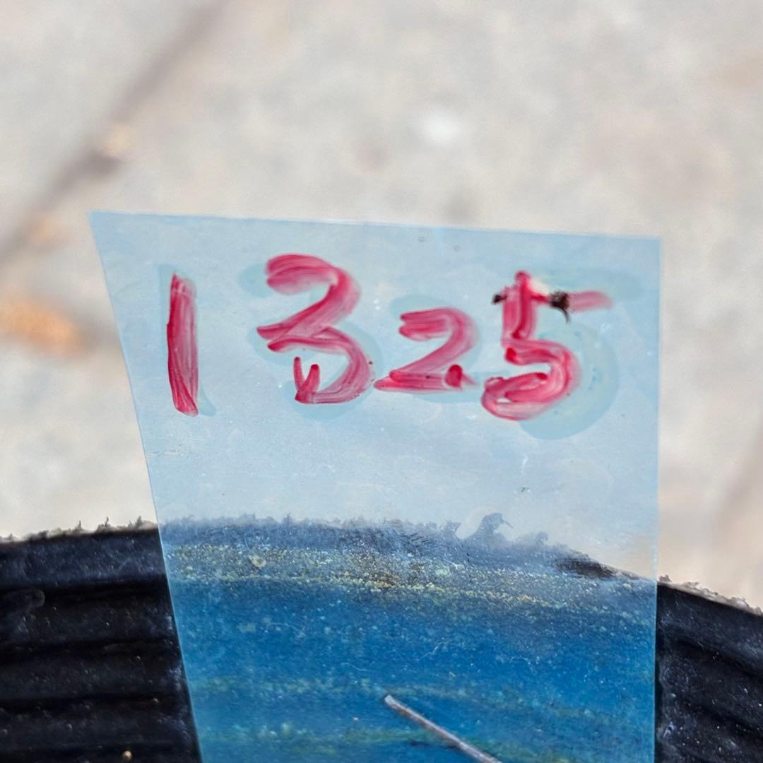 ま*️様 1325 【紅ピンクグラデーション】クリスマスローズ