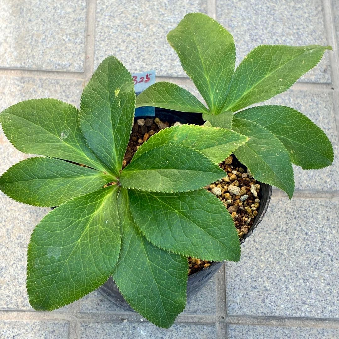 ま*️様 1325 【紅ピンクグラデーション】クリスマスローズ