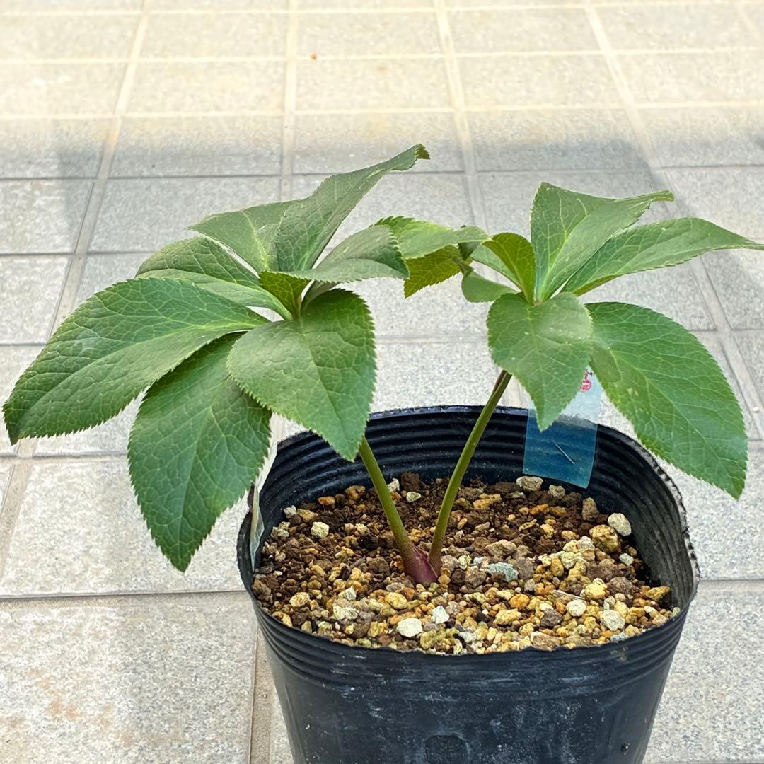 ま*️様 1325 【紅ピンクグラデーション】クリスマスローズ