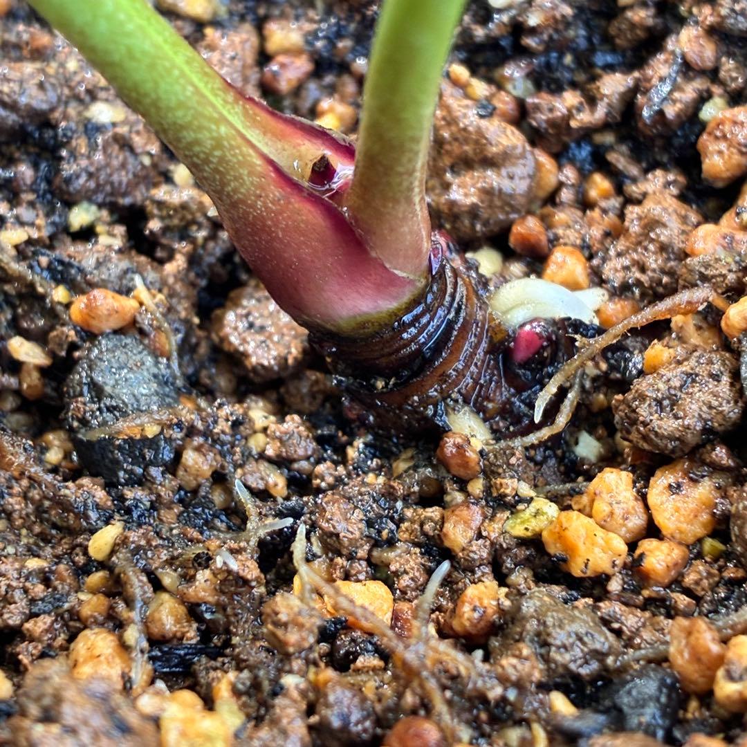 ま*️様 1325 【紅ピンクグラデーション】クリスマスローズ