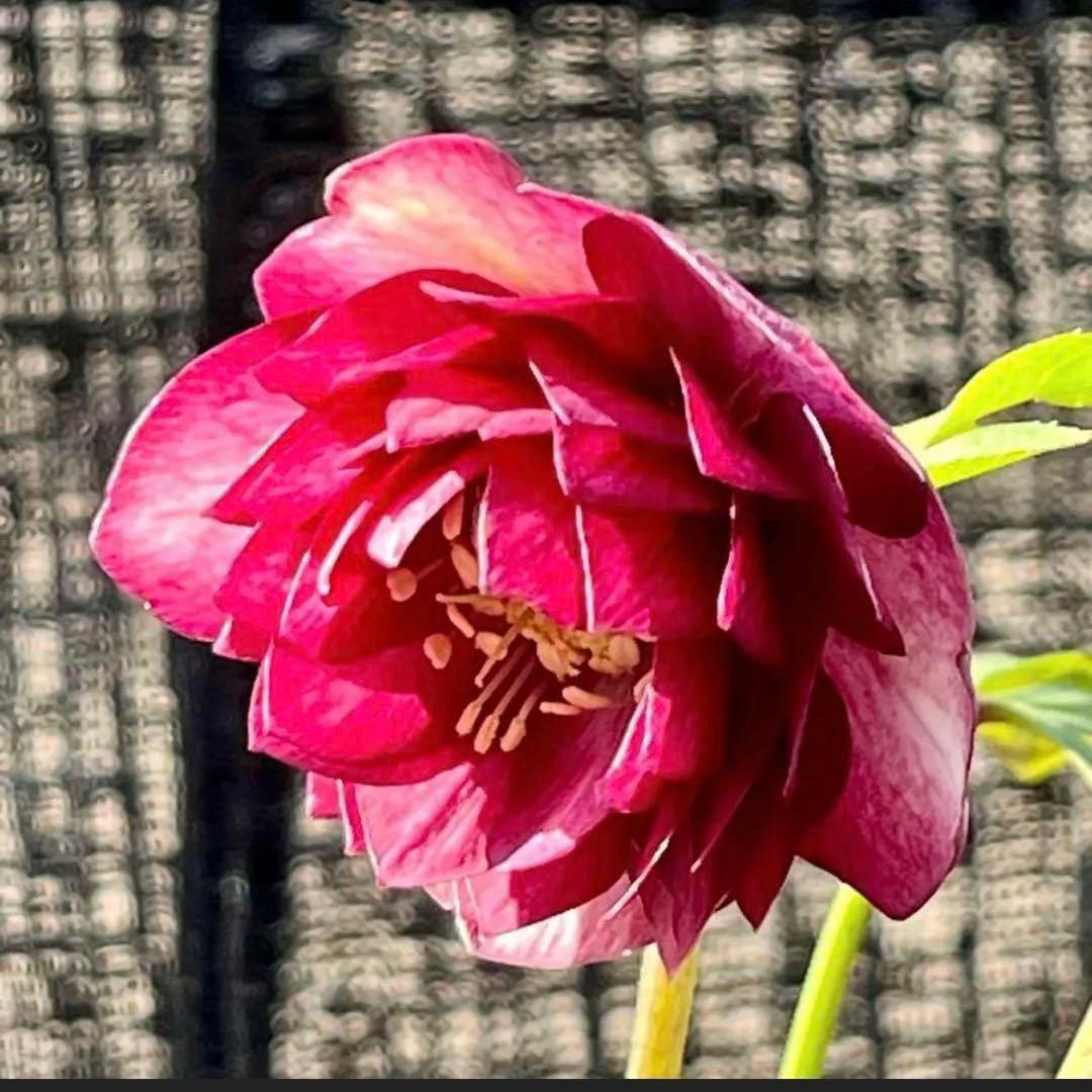 ま*️様 1325 【紅ピンクグラデーション】クリスマスローズ