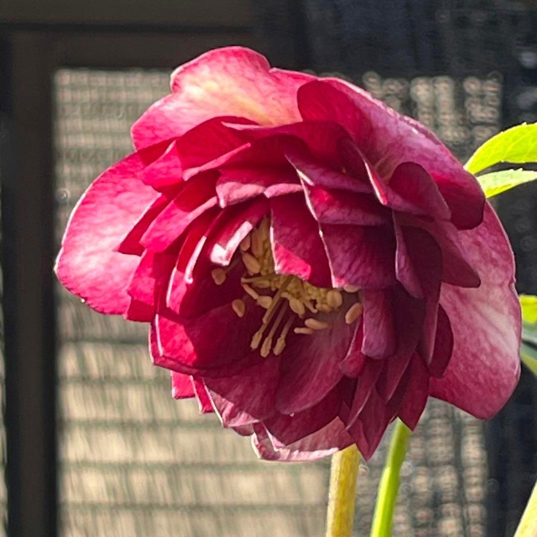 ま*️様 1325 【紅ピンクグラデーション】クリスマスローズ