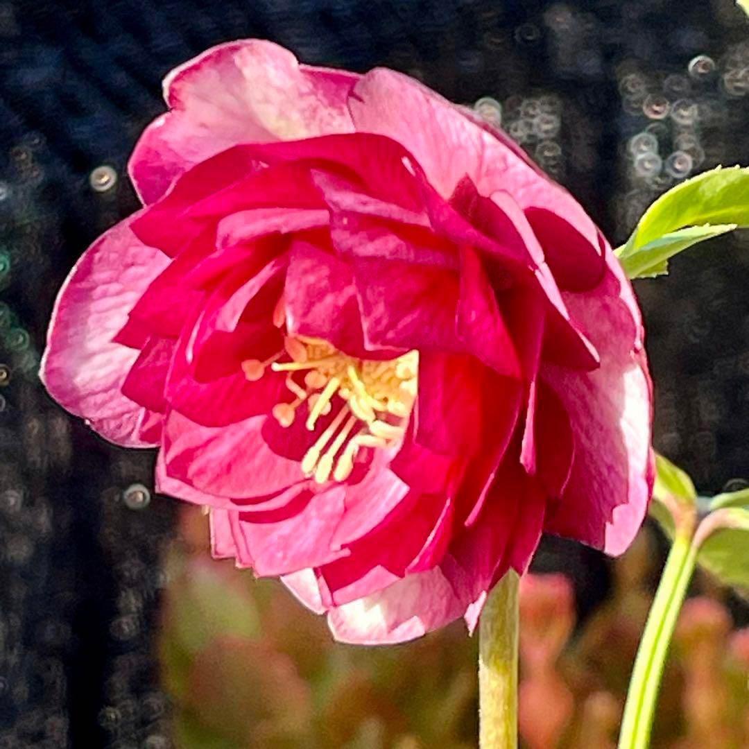 ま*️様 1325 【紅ピンクグラデーション】クリスマスローズ