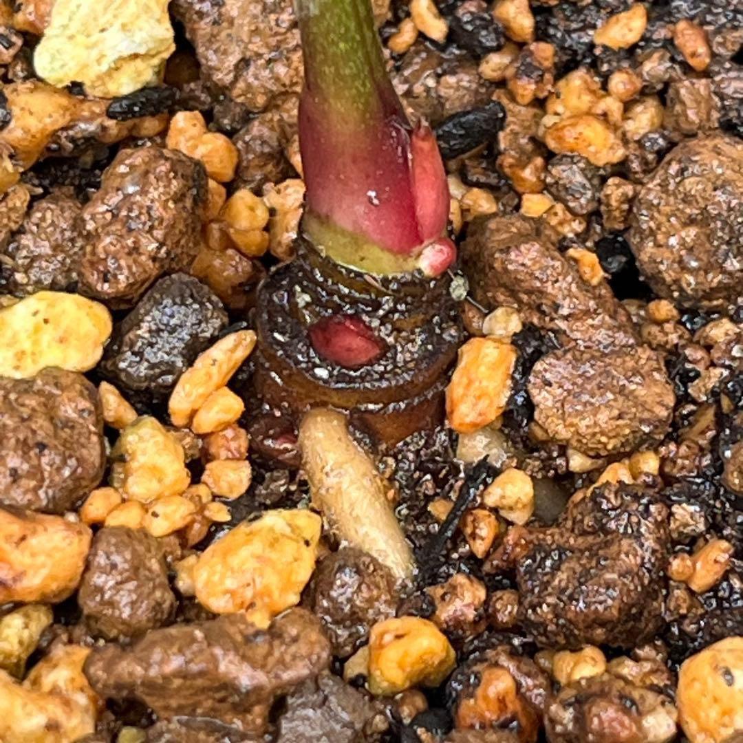 ま*️様 1325 【紅ピンクグラデーション】クリスマスローズ