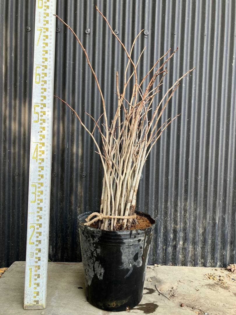 実生　ポポー　35本　接木　台木