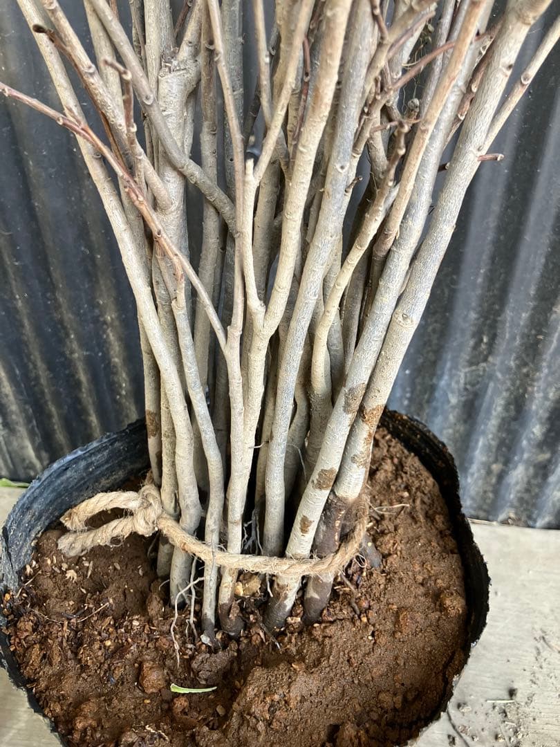 実生　ポポー　35本　接木　台木