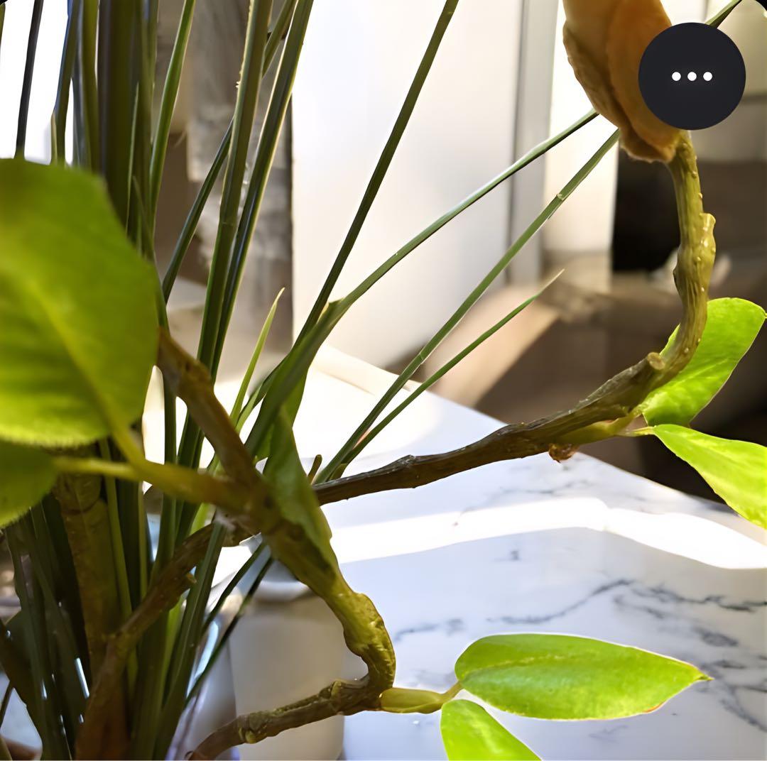 光触媒　観葉植物　フェイクグリーン　マジカルウォーター　マグノリア7644