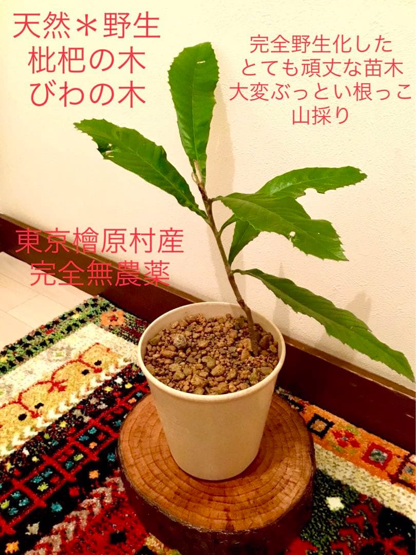 天然＊野生【枇杷＊枇杷の木＊大きめ苗木】枇杷の葉は薬効成分多し/風水/縁起木