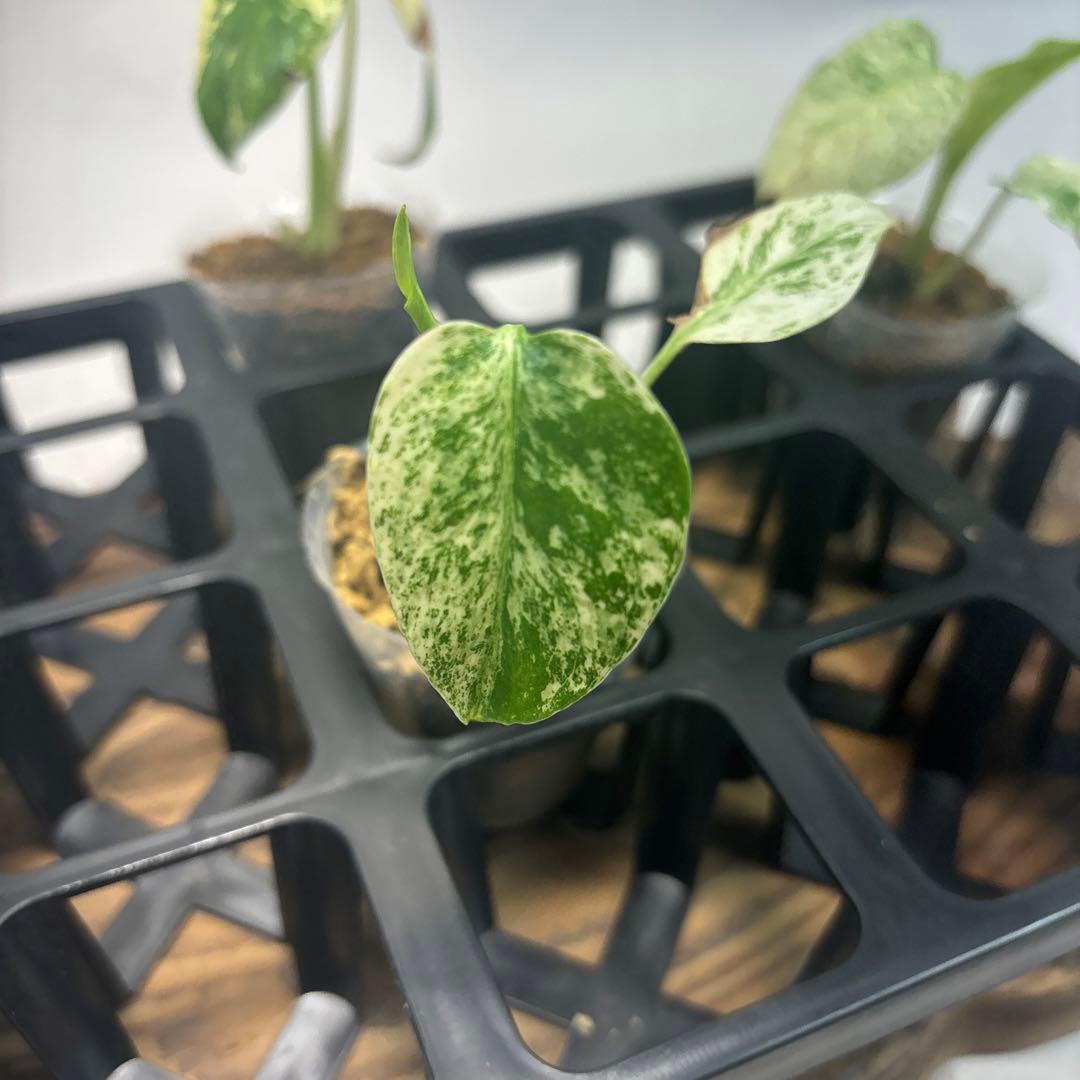 5株セットms95【特別選抜】ホワイトモンスター／天津蘭 モンステラ斑入り