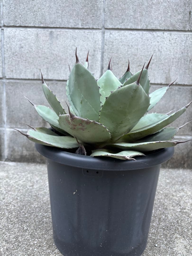 大特価★アガベ　パリー　トランカータ　ハンティントン★