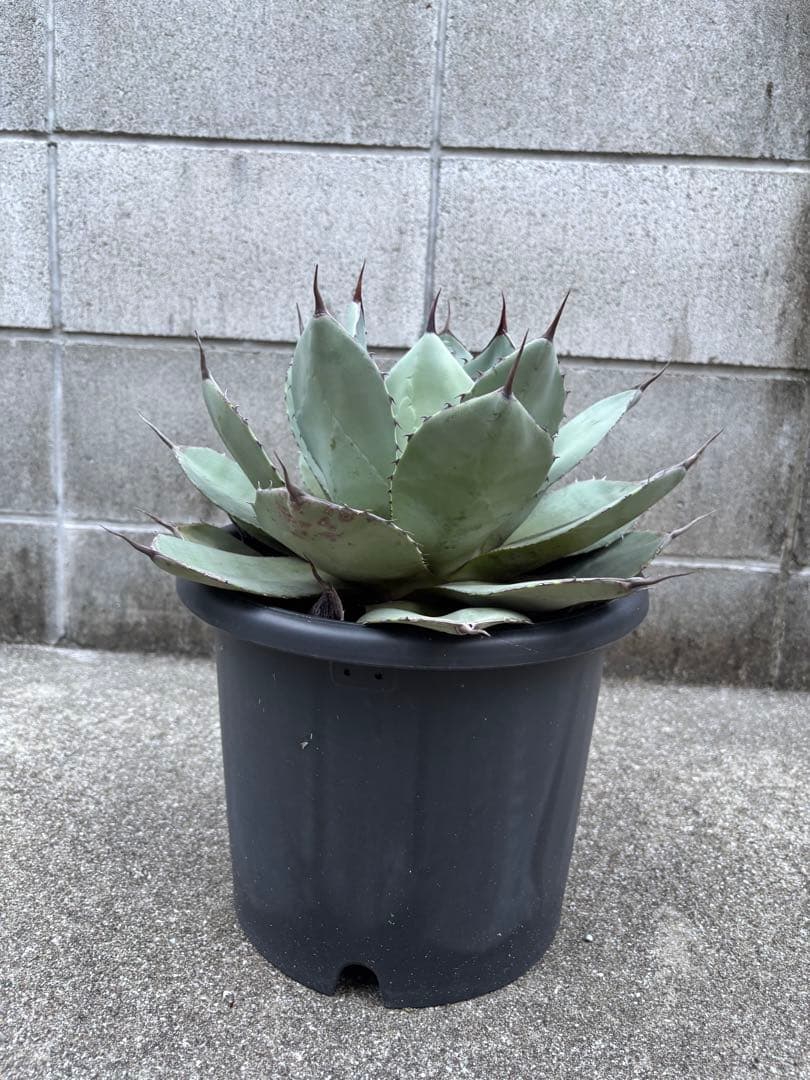 大特価★アガベ　パリー　トランカータ　ハンティントン★