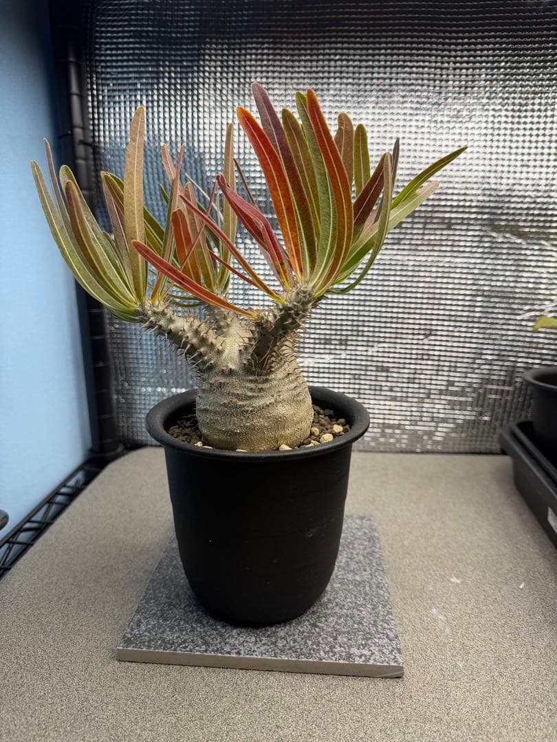 パキポディウムグラキリス5 実生7年目 受粉セット