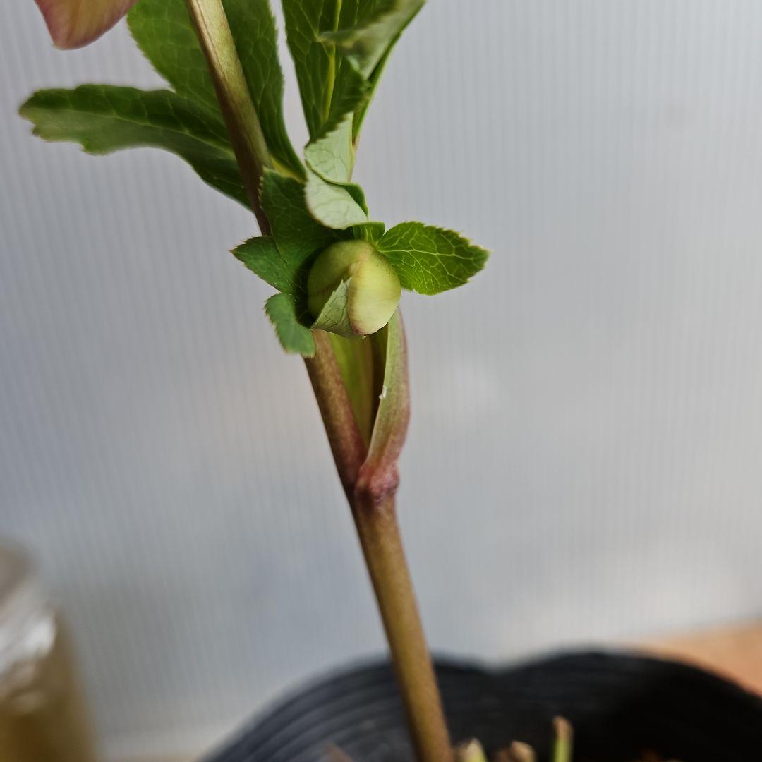 チョラコ☆様ご購入苗㉖-245㉖-268クリスマスローズ