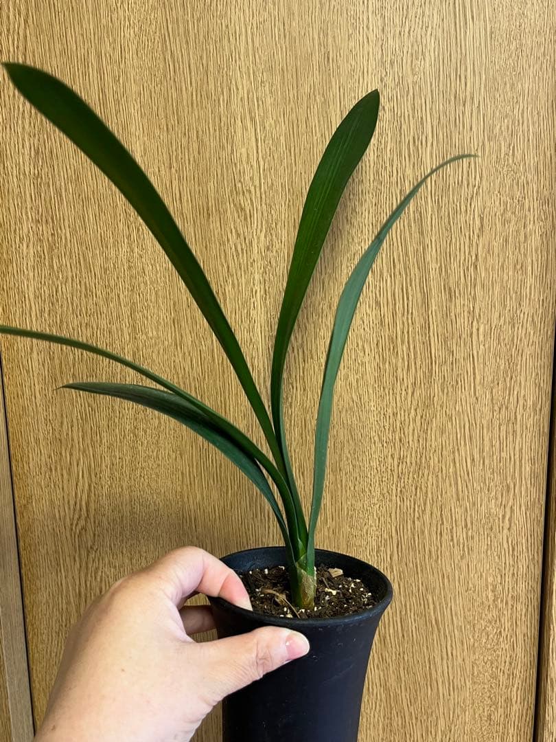 緑花君子蘭　実生