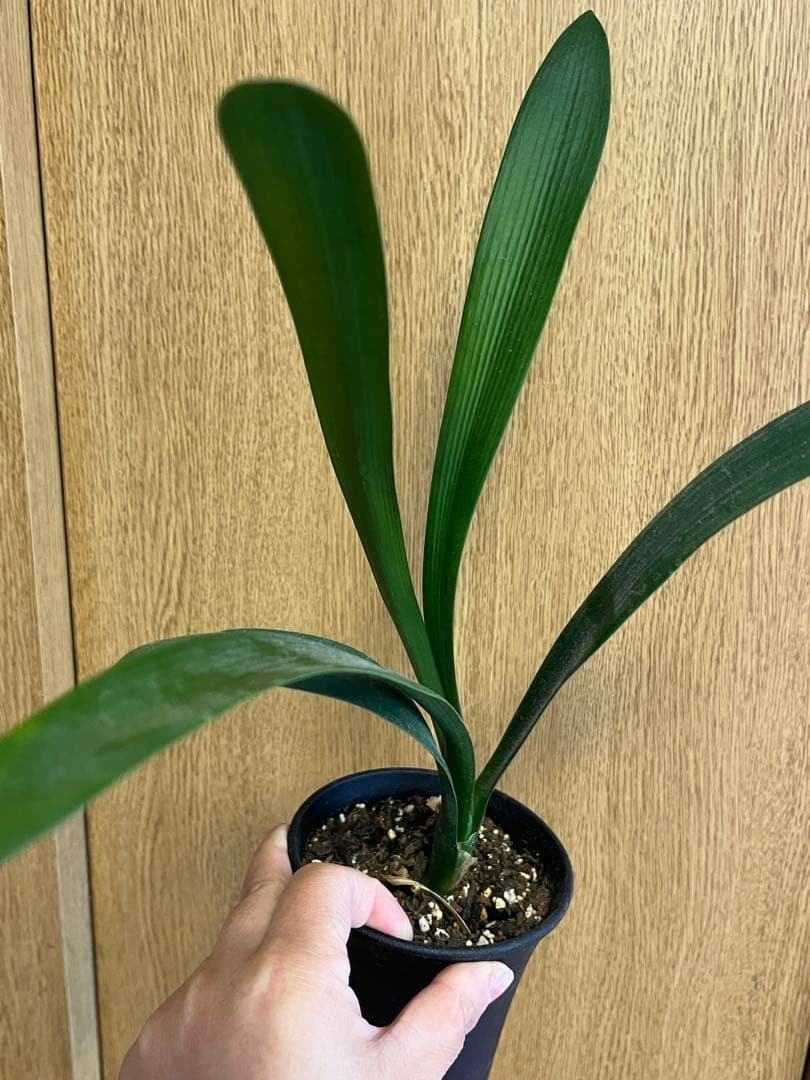 緑花君子蘭　実生