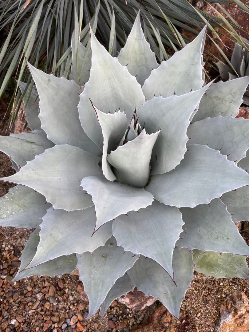 アガベ　オバティフォリア　フロスティブルー　大株　極上