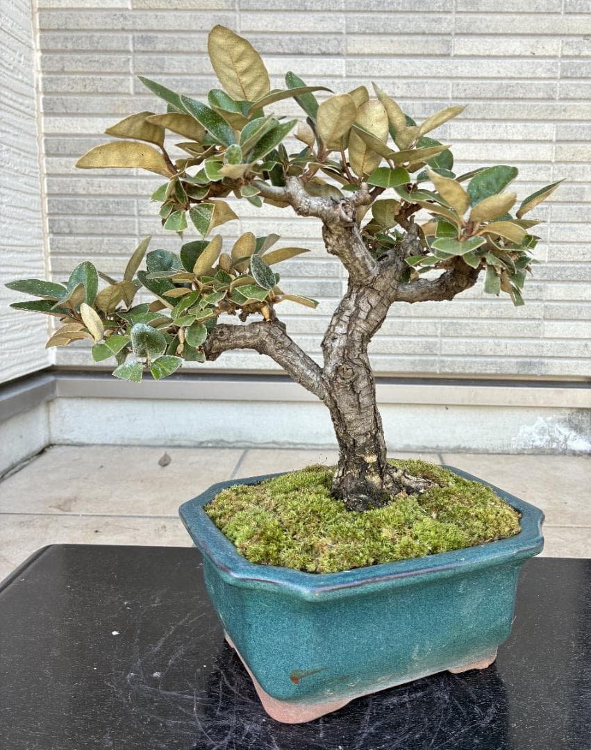 美樹形！★『寒グミ　Thorny Olive』の盆栽　樹高約３３ｃｍ（鉢底から）