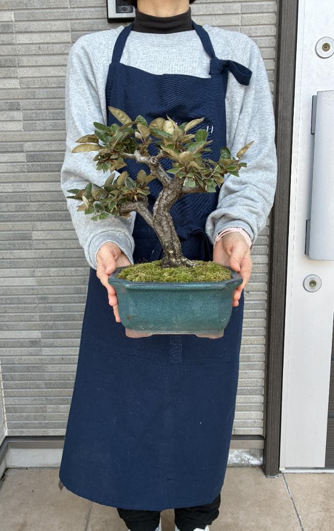 美樹形！★『寒グミ　Thorny Olive』の盆栽　樹高約３３ｃｍ（鉢底から）