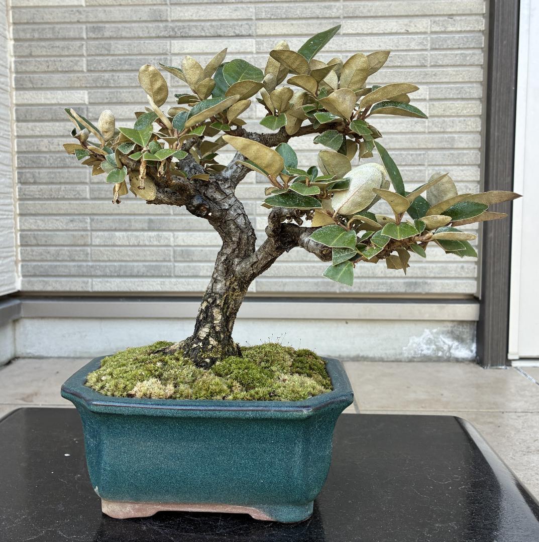 美樹形！★『寒グミ　Thorny Olive』の盆栽　樹高約３３ｃｍ（鉢底から）