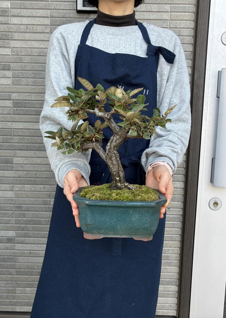 美樹形！★『寒グミ　Thorny Olive』の盆栽　樹高約３３ｃｍ（鉢底から）