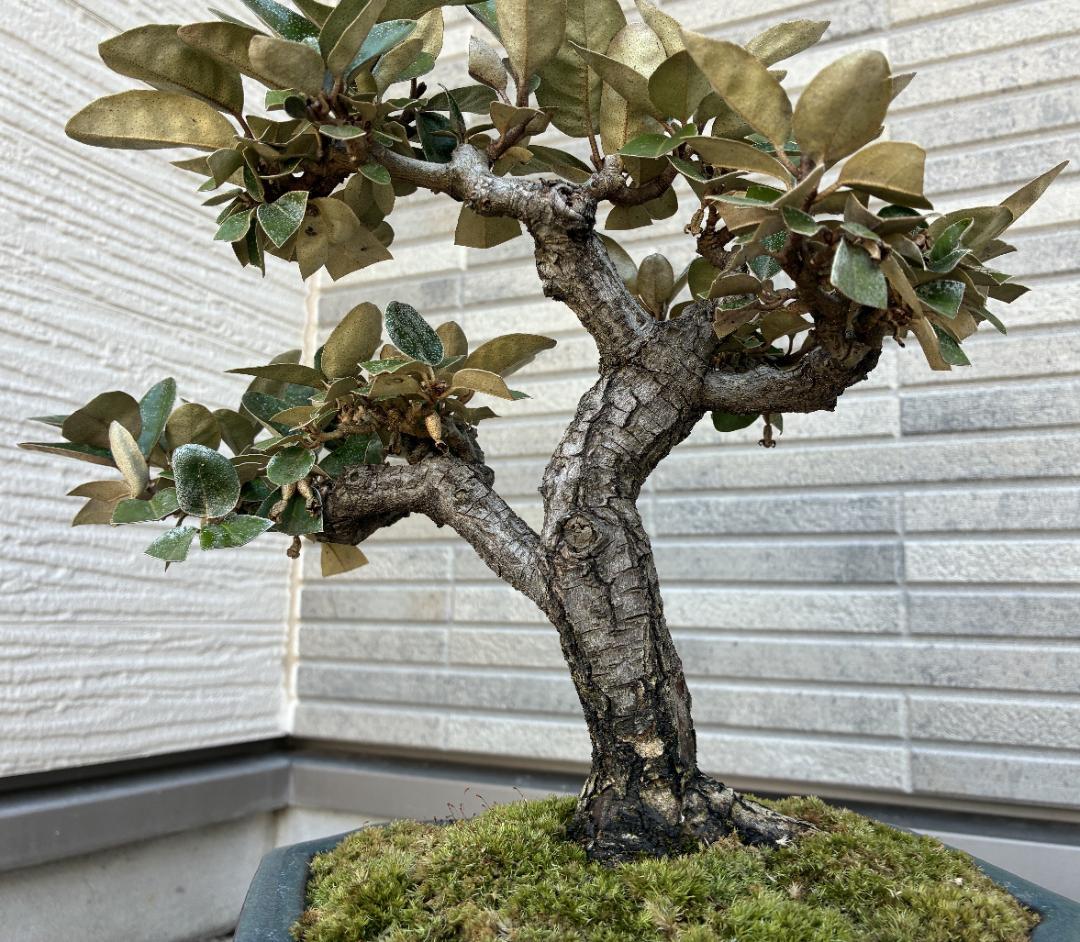 美樹形！★『寒グミ　Thorny Olive』の盆栽　樹高約３３ｃｍ（鉢底から）
