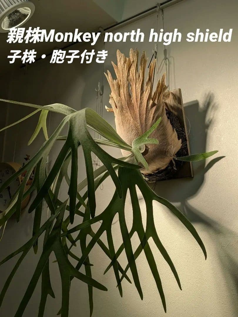 親株Monkey north high shield モンキーノースハイシールド