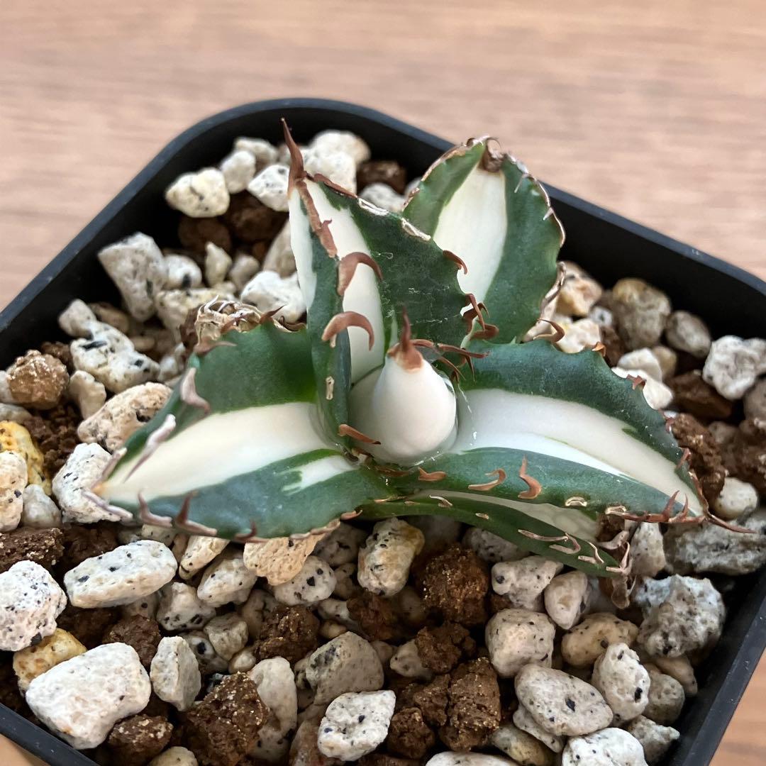 速達【鉢ごと発送】発根済み　アガべ　チタノタ　太陽神錦　白中斑　TC