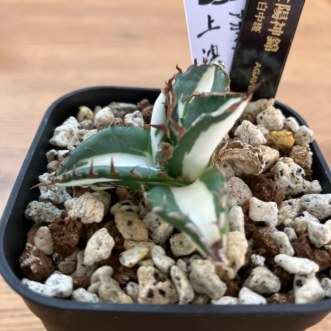 速達【鉢ごと発送】発根済み　アガべ　チタノタ　太陽神錦　白中斑　TC