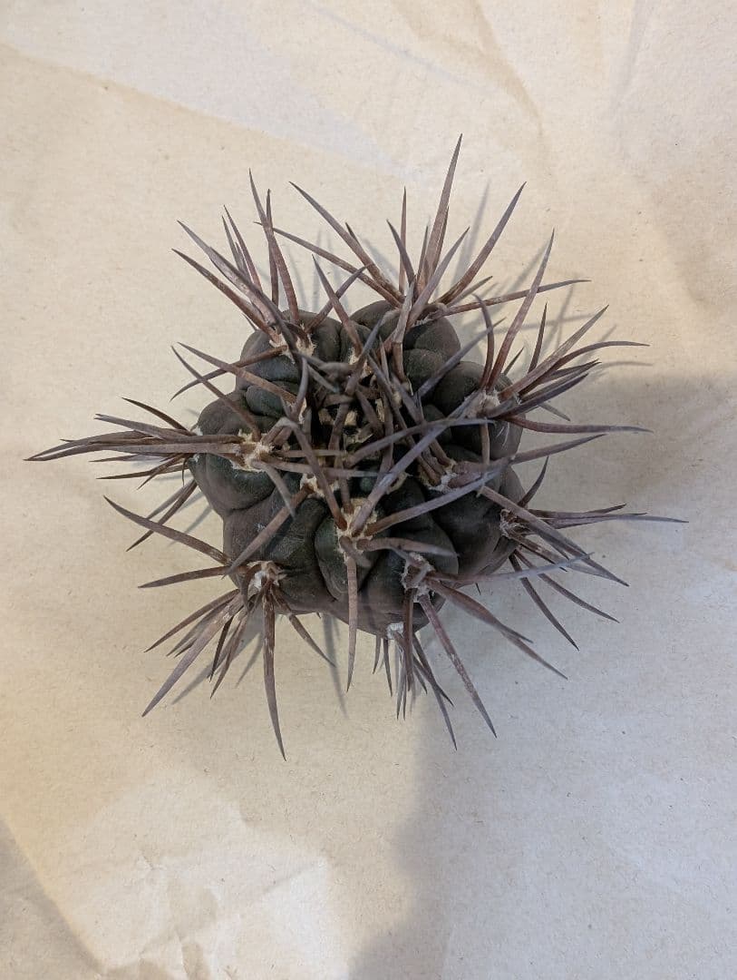 守金魔天竜　継ぎ降ろし株