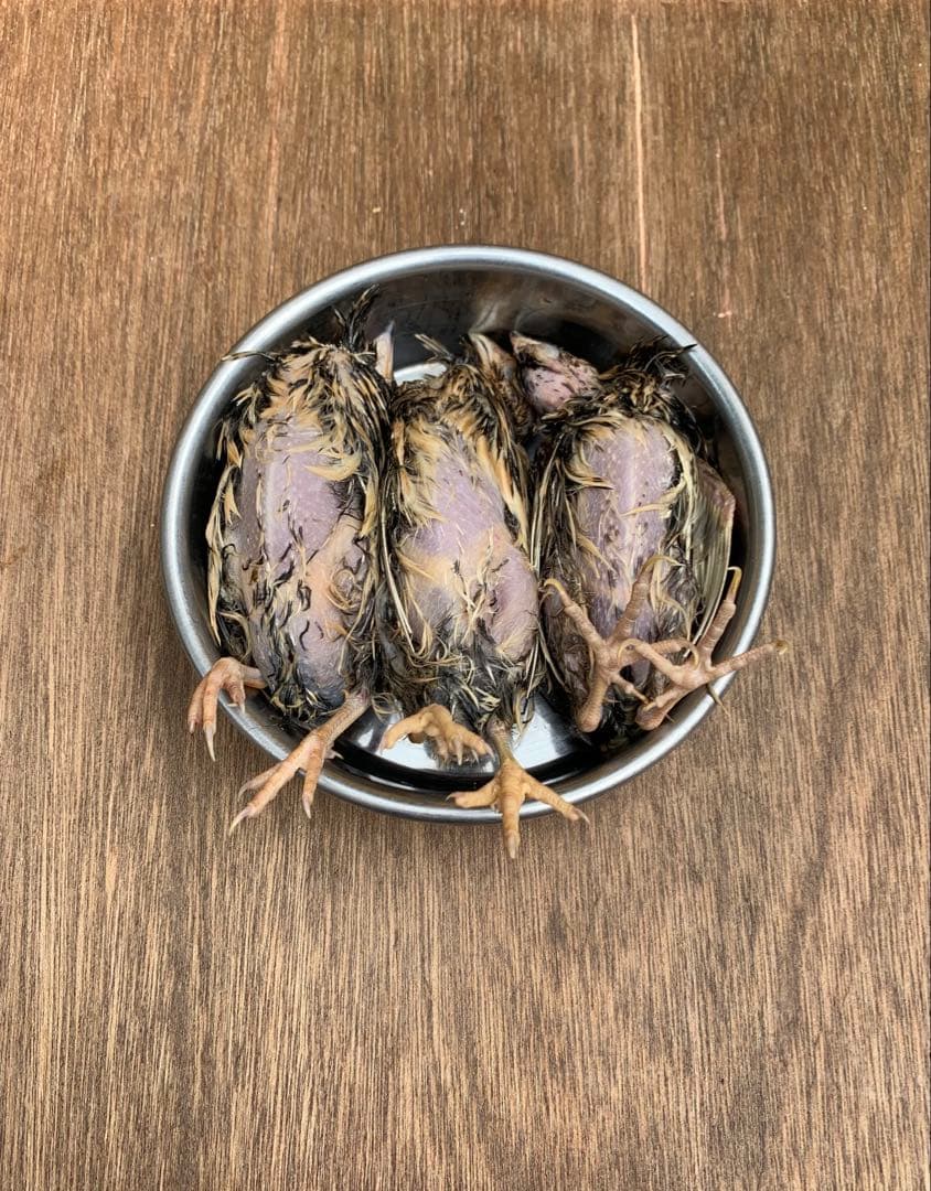 冷凍うずら（120羽）【送料込】