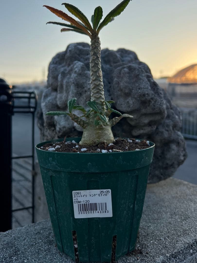 ドルステニアギガス　2024年産　沖縄実生株　塊根部ぷっくり極太株