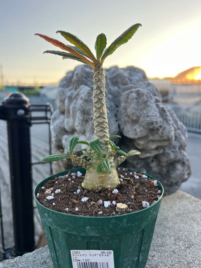ドルステニアギガス　2024年産　沖縄実生株　塊根部ぷっくり極太株