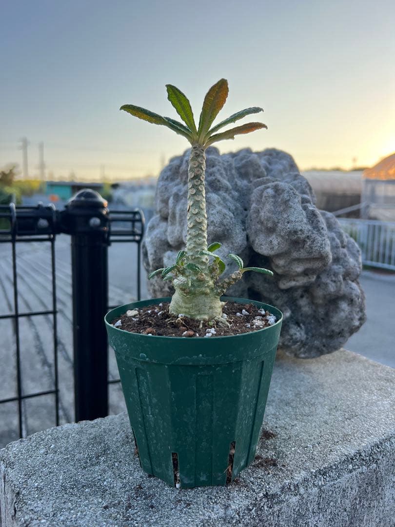 ドルステニアギガス　2024年産　沖縄実生株　塊根部ぷっくり極太株