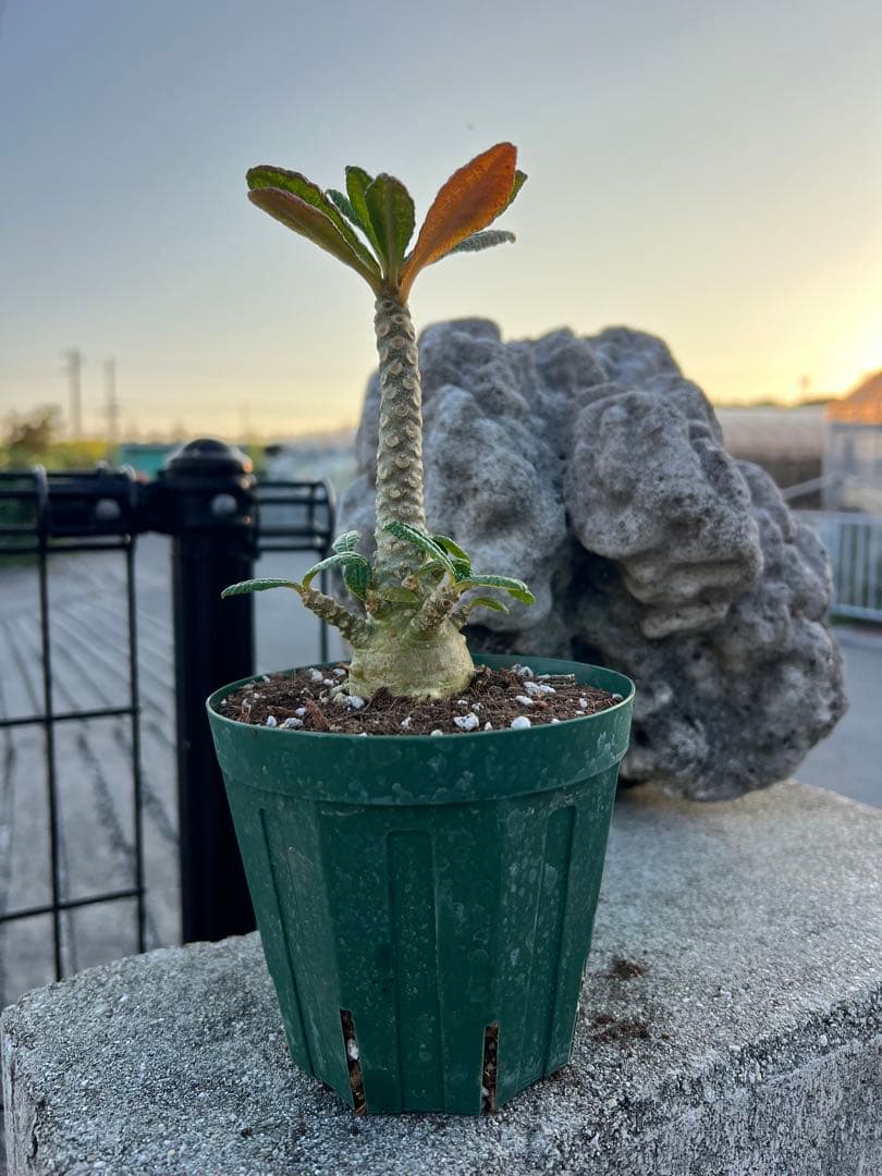 ドルステニアギガス　2024年産　沖縄実生株　塊根部ぷっくり極太株