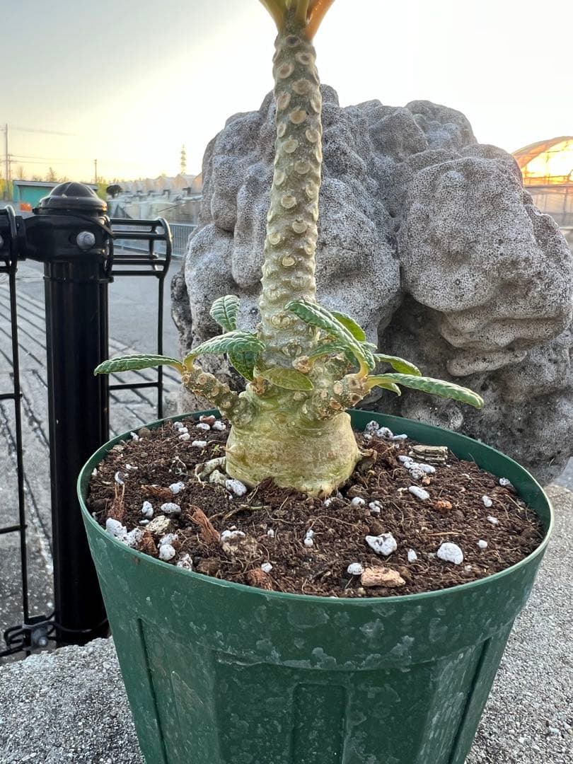 ドルステニアギガス　2024年産　沖縄実生株　塊根部ぷっくり極太株