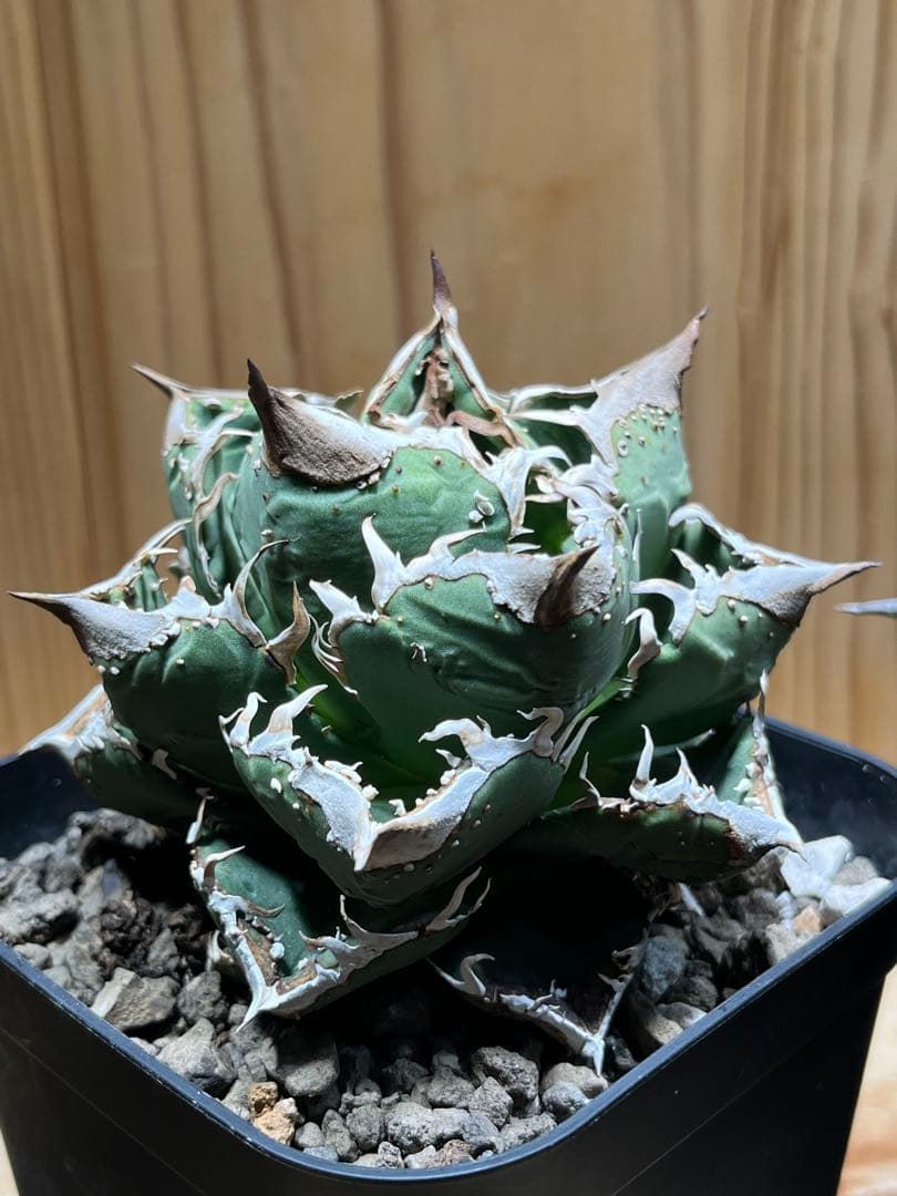 アガベ　チタノタ　金蟾　キンセン　OC ブツブツ