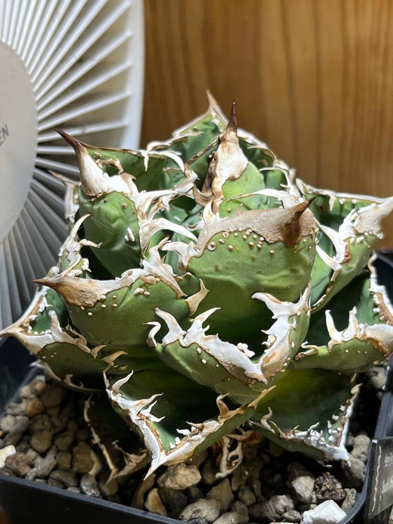 アガベ　チタノタ　金蟾　キンセン　OC ブツブツ