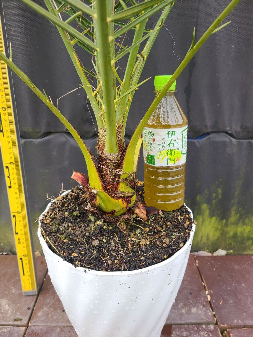 ナツメヤシ 耐寒性ヤシ 8号鉢 高さ約110cm 現品発送 ドライガーデン
