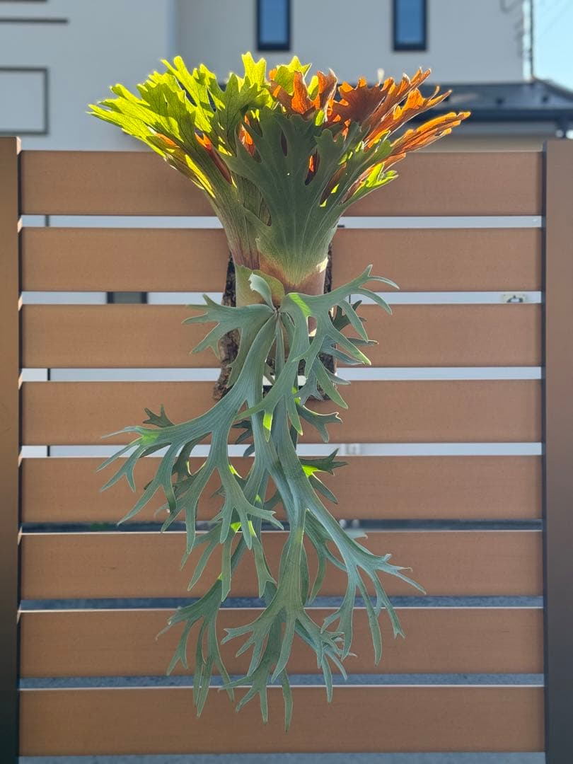 ビカクシダ P.willinckii Leonids